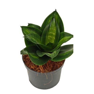 Sansevieria Hahnii Jade Vaso 9 cm H 15 cm | Pianta da Interno