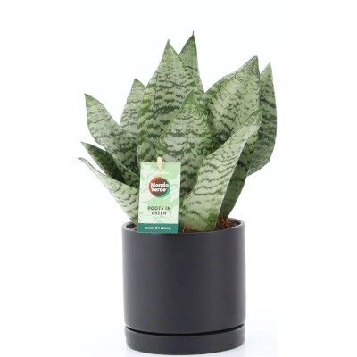 Sansevieria Black Coral Vaso 13 cm con Coprivaso | Il Punto Verde
