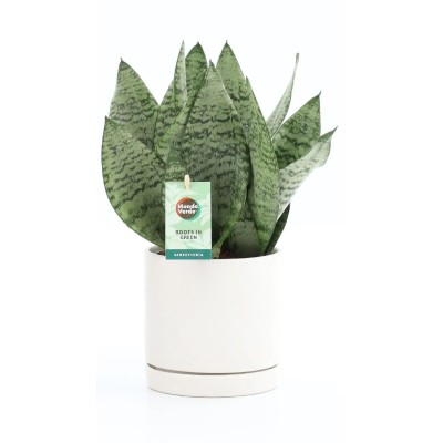 Sansevieria Black Coral Vaso 13 cm con Coprivaso | Il Punto Verde