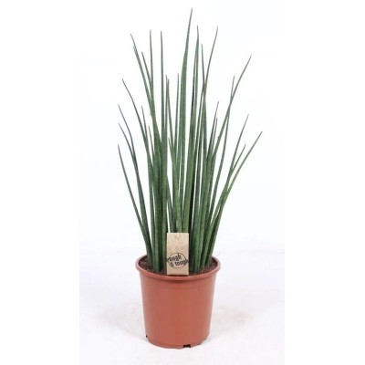 Sansevieria Bacularis Mikado Vaso 19 cm H 70 cm | Il Punto Verde