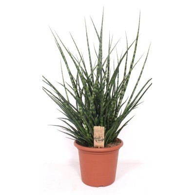 Sansevieria Fernwood Punk Vaso 25 cm H 60 cm | Il Punto Verde