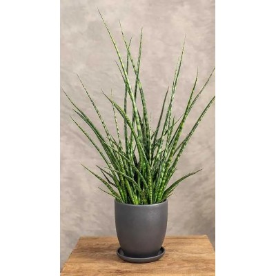Sansevieria Fernwood Punk Vaso 25 cm H 60 cm | Il Punto Verde