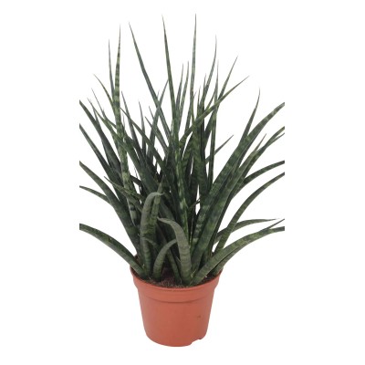 Sansevieria Fernwood Punk Vaso 10,5 cm | Pianta da Interno