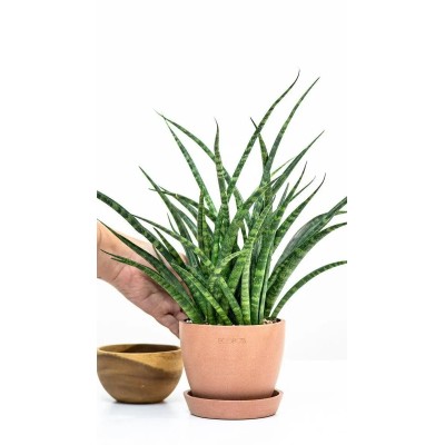 Sansevieria Fernwood Punk Vaso 10,5 cm | Pianta da Interno