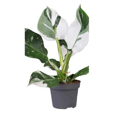 Philodendron White Wizard Vaso 12 cm H 25 cm | Il Punto Verde