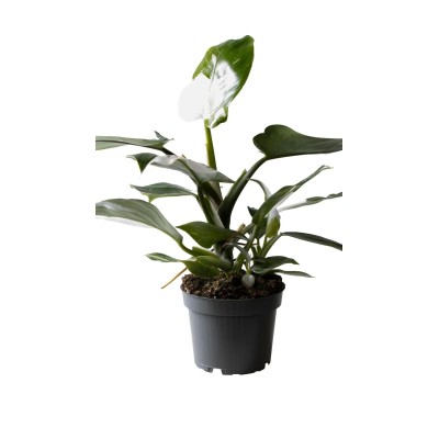 Philodendron White Wizard Vaso 12 cm H 25 cm | Il Punto Verde