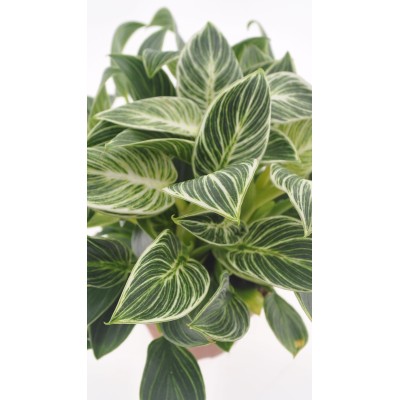 Philodendron White Wave Mini Vaso 12 cm H 25 cm | Il Punto Verde