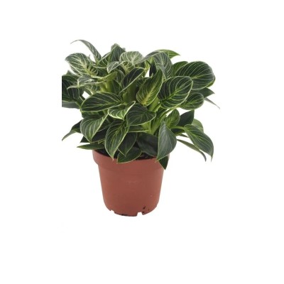 Philodendron White Wave Mini Vaso 12 cm H 25 cm | Il Punto Verde