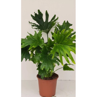 Philodendron Lickety Split Vaso 19 cm H 65 cm | Il Punto Verde