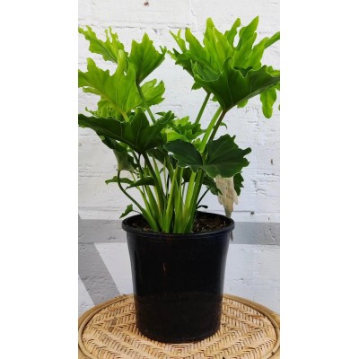 Philodendron Lickety Split Vaso 19 cm H 65 cm | Il Punto Verde
