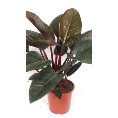 Philodendron Congo Red Vaso 27 cm H 90 cm | Il Punto Verde