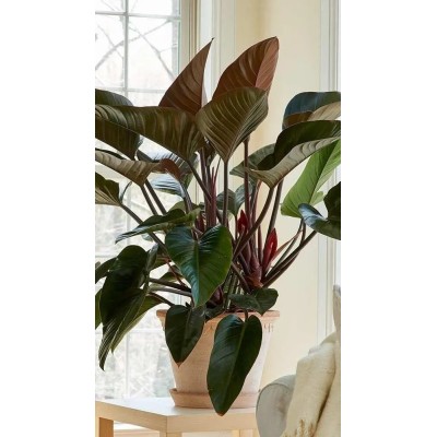 Philodendron Congo Red Vaso 27 cm H 90 cm | Il Punto Verde