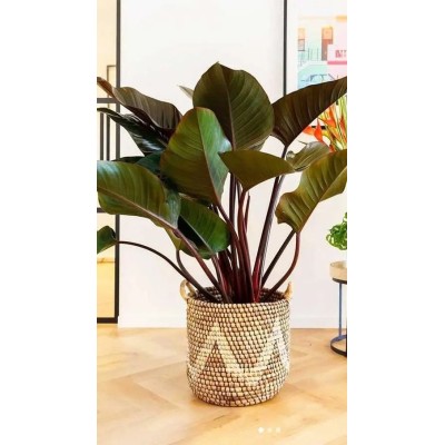 Philodendron Congo Red Vaso 27 cm H 90 cm | Il Punto Verde