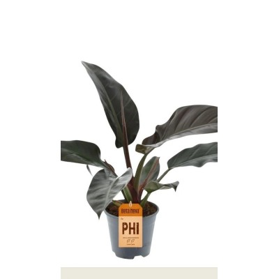 Philodendron Imperial Red Vaso 14 cm H 40 cm | Il Punto Verde