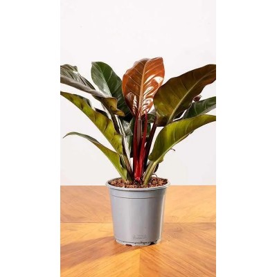 Philodendron Imperial Red Vaso 14 cm H 40 cm | Il Punto Verde