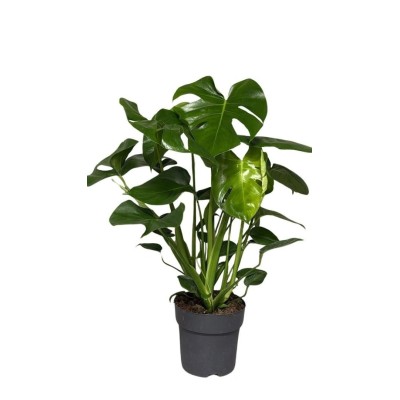 Monstera Deliciosa Vaso 19 cm H 75 cm | Il Punto Verde