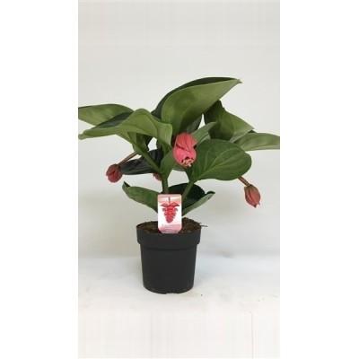 Medinilla Magnifica Lambada Vaso 14 cm H 40 cm | Il Punto Verde