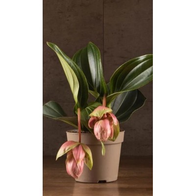 Medinilla Magnifica Lambada Vaso 14 cm H 40 cm | Il Punto Verde