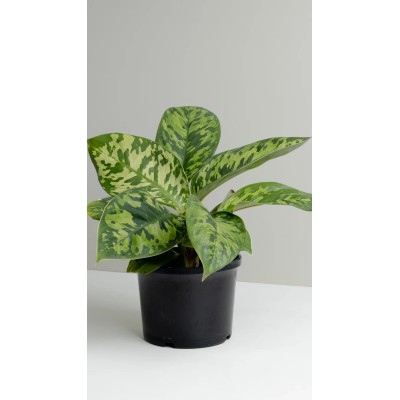 Homalomena wallisii Camouflage Vaso 12 cm | Il Punto Verde