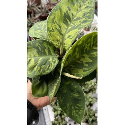 Homalomena wallisii Camouflage Vaso 12 cm | Il Punto Verde