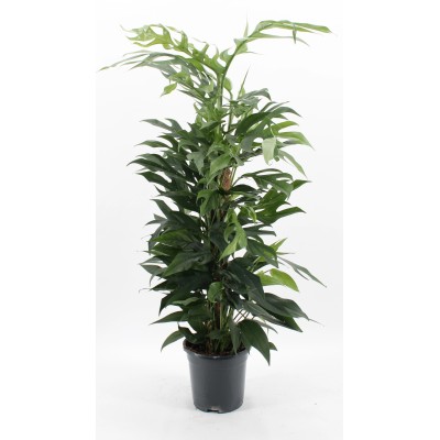 Epipremnum pinnatum Baltic Blue Bastone Muschiato Vaso 17 cm
