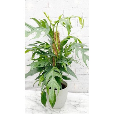 Epipremnum pinnatum Baltic Blue Bastone Muschiato Vaso 17 cm