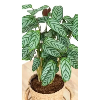 Calathea setosa Compactstar Vaso 17 cm H 65 cm | Il Punto Verde