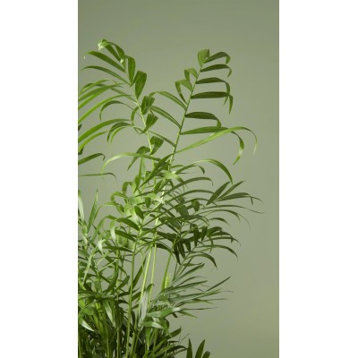 Chamaedorea Elegans Vaso 17 cm H 60 cm | Palma da Interno