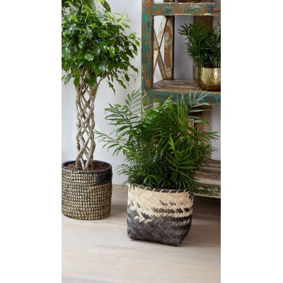 Chamaedorea Elegans Vaso 17 cm H 60 cm | Palma da Interno