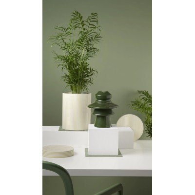 Chamaedorea Elegans Vaso 12 cm H 42 cm | Palma da Interno