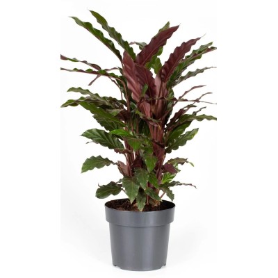 Calathea Rufibarba Elgergrass Vaso 17 cm H 65 cm | Il Punto Verde