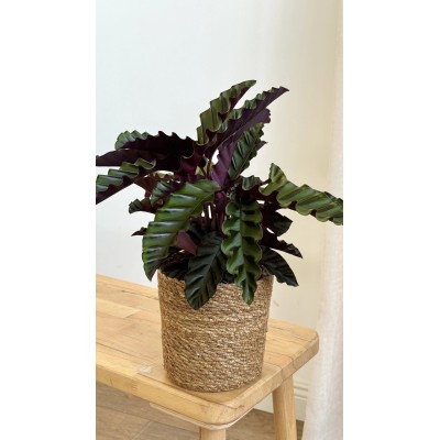 Calathea Rufibarba Elgergrass Vaso 17 cm H 65 cm | Il Punto Verde