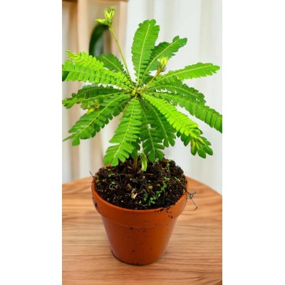 Biophytum Sensitivum Vaso 9 cm H 15 cm | Pianta Sensitiva
