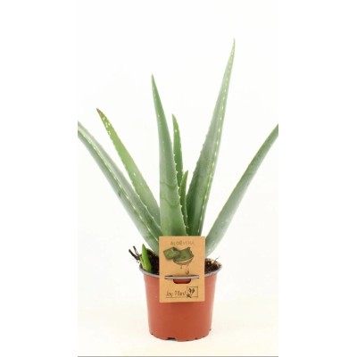 Aloe Vera Vaso 12 cm H 47 cm | Pianta Succulenta