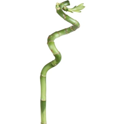 Lucky Bamboo Spirale 70 cm | Dracaena Sanderiana