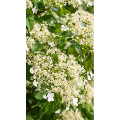 Pianta di Hydrangea Petiolaris - Ortensia Rampicante - in Vaso 19 cm | Il Punto Verde Shop