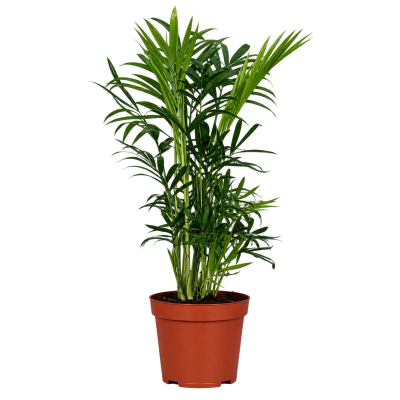 Chamaedorea Elegans Vaso 12 cm H 42 cm | Palma da Interno
