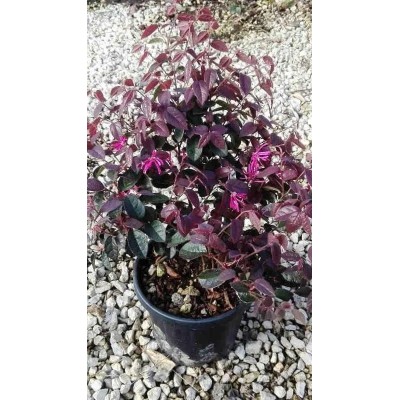 Loropetalum Fede Vaso 17 cm | Arbusto Sempreverde