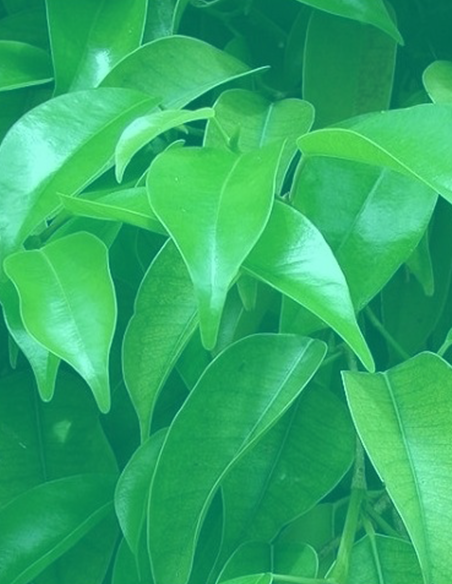 Piante verdi