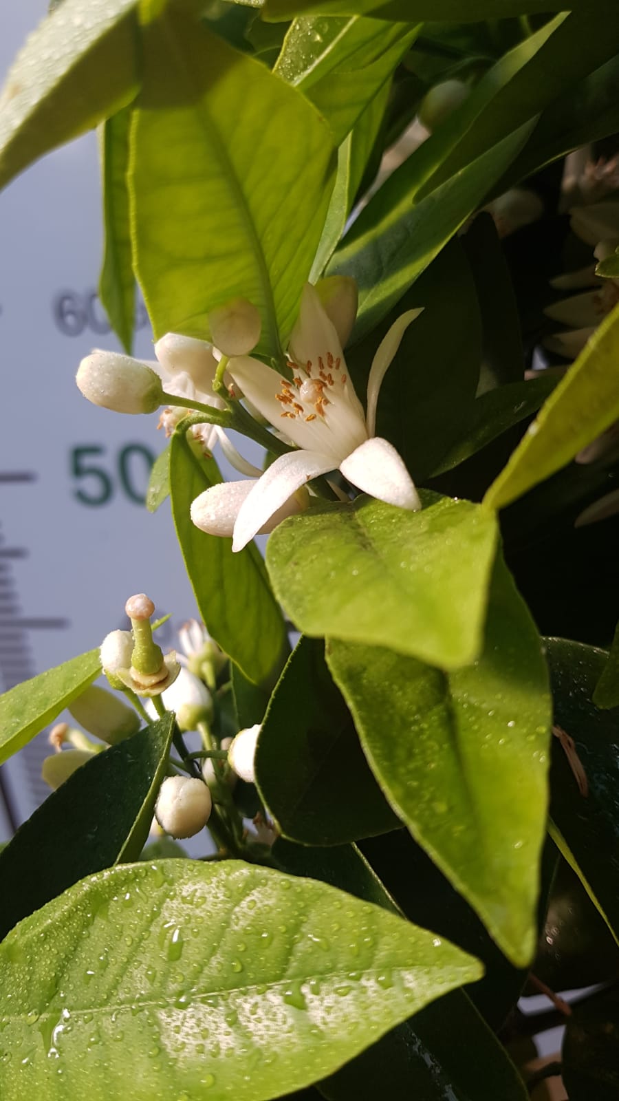 Cifo Concime idrosolubile per Agrumi da Frutto e ornamentali - Blooming